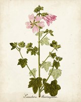 Antique Herb Botanical V Framed Print