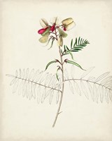 Watercolor Botanical Sketches II Framed Print