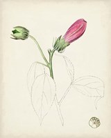 Watercolor Botanical Sketches IV Framed Print