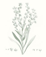 Botanical Study in Sage I Framed Print