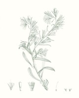Botanical Study in Sage II Framed Print