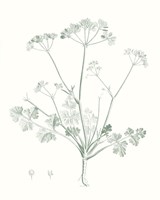Botanical Study in Sage IV Framed Print