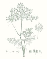 Botanical Study in Sage VI Framed Print