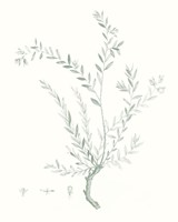 Botanical Study in Sage VII Framed Print