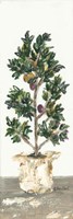 Olive Tree Fine Art Print