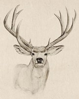 Natural Buck I Framed Print