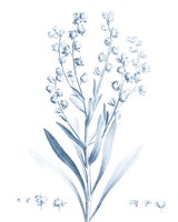 Antique Botanical in Blue I Framed Print