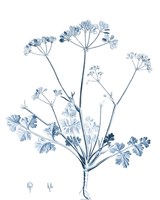 Antique Botanical in Blue IV Framed Print