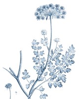 Antique Botanical in Blue V Framed Print