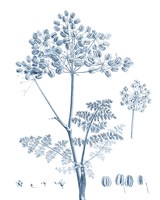 Antique Botanical in Blue VI Framed Print