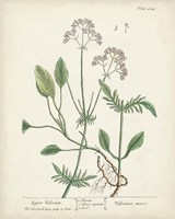 Antique Herbs VI Framed Print