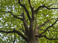 Giant Oak Hainich Woodland In Thuringia, Germany Framed Print