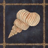 Seashell on Navy III Framed Print