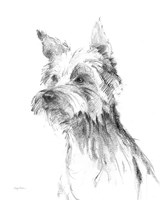 Yorkshire Terrier Sketch Framed Print