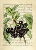 Cherries, After J. Wright Fine Art Print