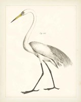 Vintage Heron II Framed Print