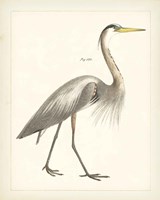 Vintage Heron I Framed Print