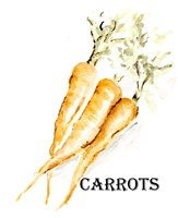 Veggie Sketch V-Carrots Framed Print