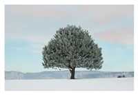 Frosted Pine Fine Art Print