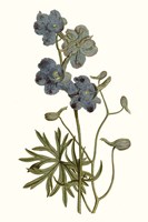 Soft Blue Botanicals V Framed Print