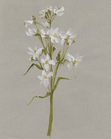 White Field Flowers I Framed Print