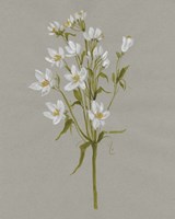 White Field Flowers II Framed Print