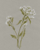 White Field Flowers III Framed Print