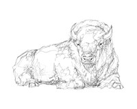 Bison Contour Sketch I Framed Print
