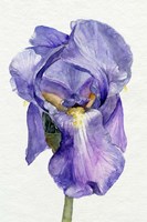 Iris in Bloom II Framed Print