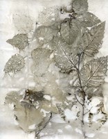 Birch Leaves I Framed Print