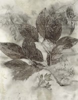 Dogwood Leaves II Framed Print