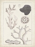 Antique White Coral II Framed Print