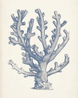 Antique Coral Collection VI Framed Print