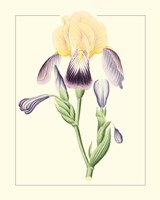 Purple Irises II Framed Print