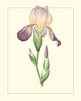 Purple Irises III Framed Print