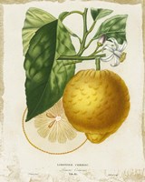 French Lemon I Framed Print