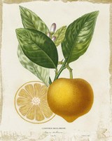 French Lemon III Framed Print