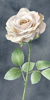 Ivory Roses on Gray Panel I Framed Print