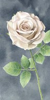 Ivory Roses on Gray Panel II Framed Print