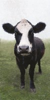 Funky Cow I Framed Print