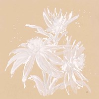 Echinacea IV Framed Print