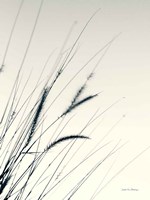 Field Grasses I Framed Print