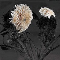 Sunflowers I Framed Print