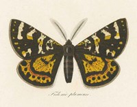 Natures Butterfly V Framed Print