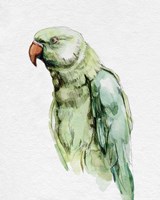 Bright Parrot Portrait I Framed Print