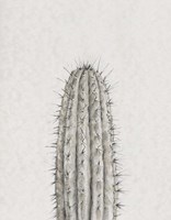 Cactus Study III Framed Print