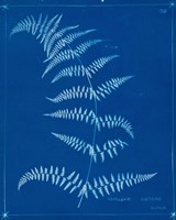 Cyanotype Ferns I Framed Print