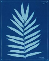 Cyanotype Ferns III Framed Print