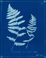 Cyanotype Ferns VIII Framed Print