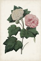 Vintage Rose Clippings II Framed Print